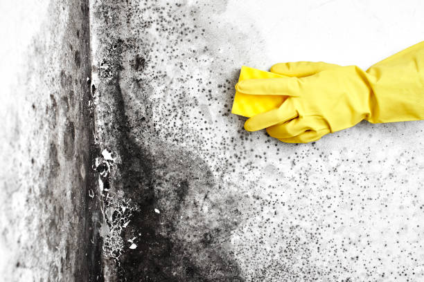 Best Attic Mold Removal  in Fort Belknap Agency, MT