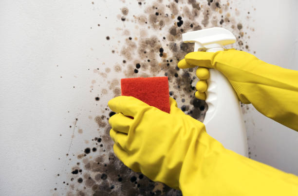 Best Mold Damage Repair  in Fort Belknap Agency, MT